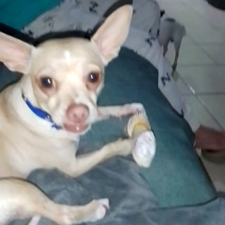 GÜERO | Raza Chihuahua | Perdido