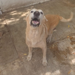 LUKA | Raza Labrador  | Final Feliz