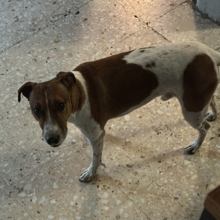 KIPPER | Raza Jack Russell Terrier | Final Feliz