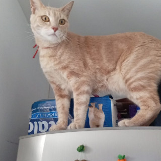 COFFEE | Raza Doméstico Américano de Pelo Corto | Perdido