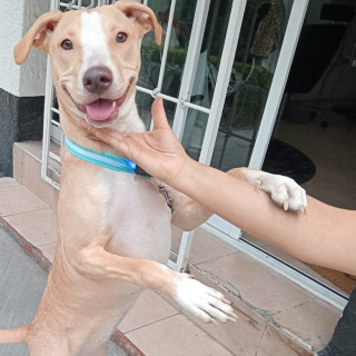  | Raza Mestiza | Encontrada