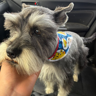VOLT | Raza Schnauzer Miniatura  | Final Feliz