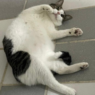 GATO | Raza Doméstico Américano de Pelo Corto | Perdida