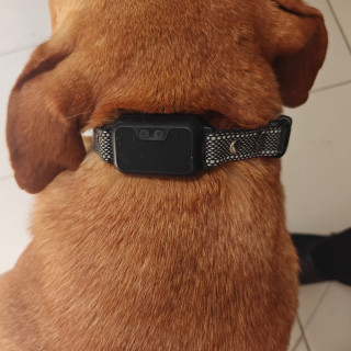  | Raza Mestizo | Encontrado