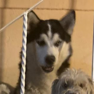 LOBO | Raza Husky Siberiano | Final Feliz