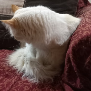 SHIRO | Raza Doméstico Americano de pelo semilargo | Perdido