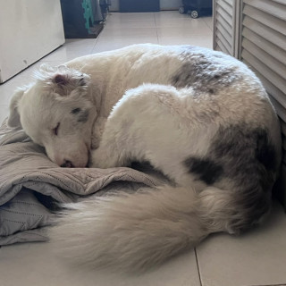 BOB (SORDO Y DÉBIL VISUAL) | Raza Border Collie  | Perdido