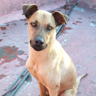 MARX | Raza Mestizo | Perdido