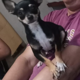 CHURRUMAIS | Raza Chihuahua | Perdido