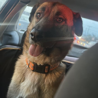 PATO | Raza Mestiza, cruza de Pastor Belga Malinois | Final Feliz
