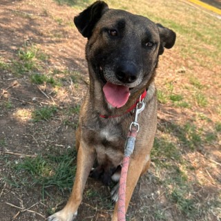 LAIKA | Raza Mestiza, cruza de Pastor Belga Malinois | Perdida