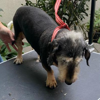 CHAPARRO | Raza Dachshund o Salchicha de pelo duro | Final Feliz