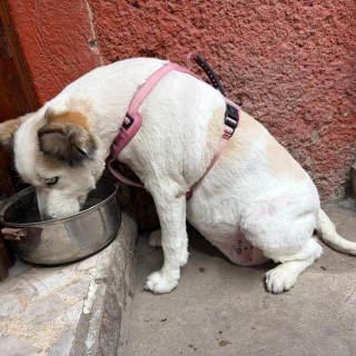 AKELA | Raza Mestiza, cruza de Husky Siberiano | Perdida