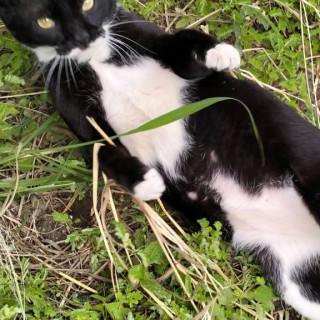 ATTOS | Raza Doméstico Américano de Pelo Corto | Perdido