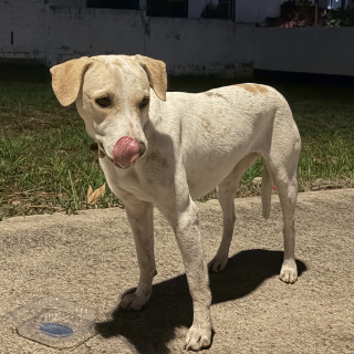 LAYLA | Raza Mestiza | En Adopción