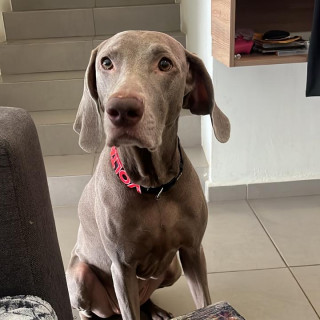 VOLTA | Raza Weimaraner  | Final Feliz