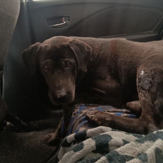  | Raza Mestizo, cruza de Labrador | Encontrado