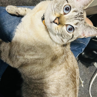 SUNI | Raza Aslan o Siamés moderno, punto tabby | Final Feliz