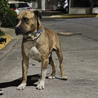  | Raza Mestizo,  cruza de American Pitbull Terrier | Encontrado