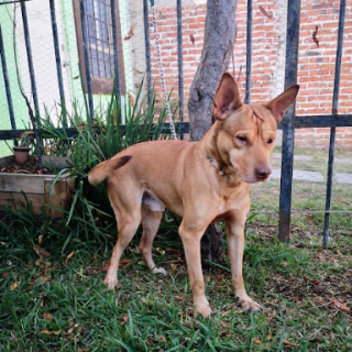 DI (PERRITO CIEGO) | Raza Mestizo,  cruza de American Pitbull Terrier | Final Feliz