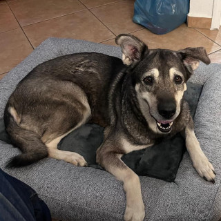 LÚA | Raza Mestiza, cruza de Labrador con Akita | Final Feliz