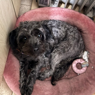 MAGENTA | Raza Mestiza, cruza de Yorkshire Terrier,  (Yorkie), con Maltés | Perdida