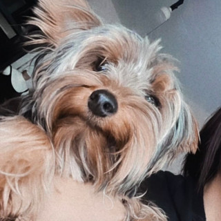 CHANEL | Raza Yorkshire Terrier (Yorkie) | Perdida