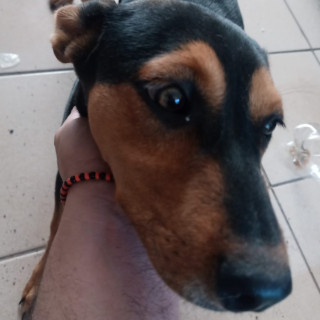 NEGRA | Raza Mestiza, cruza de Doberman Pinscher | En Adopción