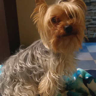 DICKER | Raza Yorkshire Terrier (Yorkie) | Perdido