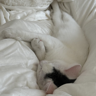 TENSHI | Raza Doméstico Américano de Pelo Corto | Perdida