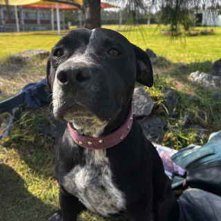 Foto de HERMOSA PELUDITA