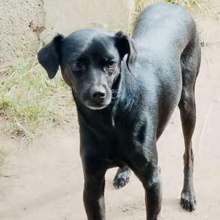 MELI | Raza Mestiza, cruza de Chihuahua | Perdida