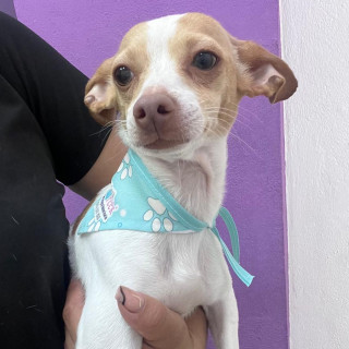 PERLITA | Raza Chihuahua | Perdida