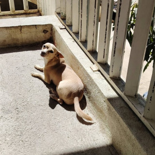 MAKA | Raza Chihuahua | Perdida