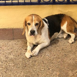 JANTO | Raza Beagle | Perdido