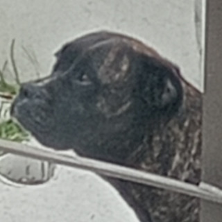  | Raza Mestiza, cruza de Bóxer con Staffordshire Terrier | Encontrada