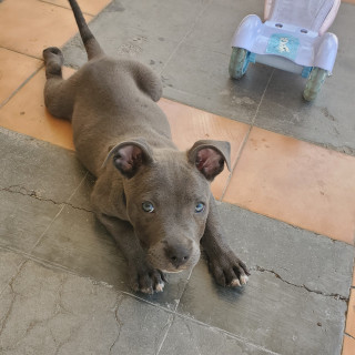 ROCKY | Raza American Pitbull Terrier  (Blue) | Final Feliz