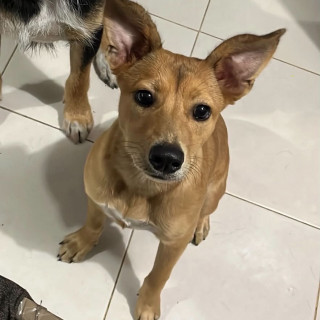 Foto de LAILA