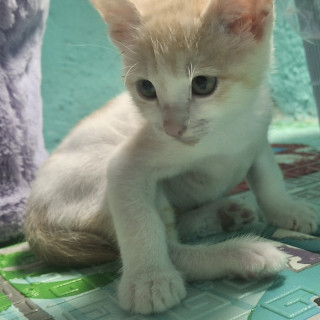VAINILLA | Raza Doméstico Américano de Pelo Corto | En Adopción
