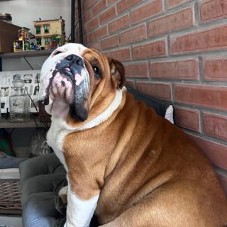 PEDRO | Raza Bulldog Inglés  | Final Feliz