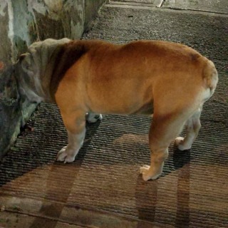 PANZÓN | Raza Bulldog Inglés  | Perdido