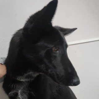  | Raza Mestiza | Encontrada