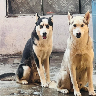 DANTE Y DOKI | Raza Husky Siberiano | Perdido