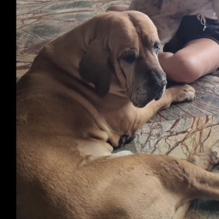 THORVALD | Raza Fila Brasileiro  | Perdido
