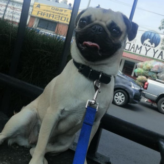 NALA | Raza Pug o Carlin | Perdida