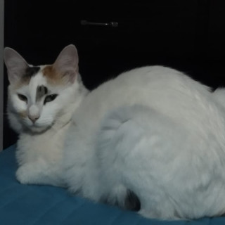 BOLITA | Raza Calicó de pelo semilargo | Final Feliz