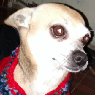 GORDO | Raza Chihuahua | Perdido