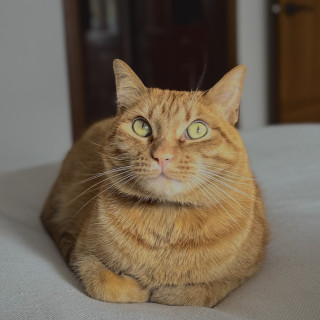 Foto de GATITO