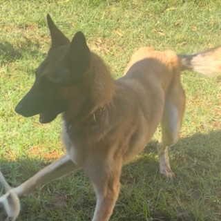 SIRÍ | Raza Pastor Belga Maliniois | Final Feliz