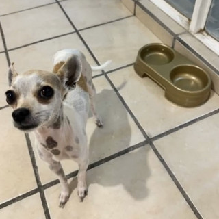 PINGU | Raza Chihuahua | Perdida